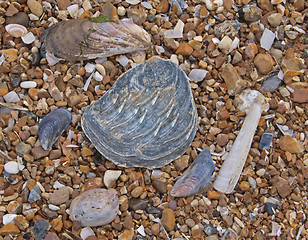 Image showing Pebbles and shells on a beach.