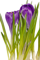 Image showing Crocuses