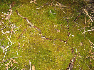 Image showing green moss