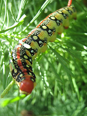 Image showing ãóñåíèöà| caterpillar