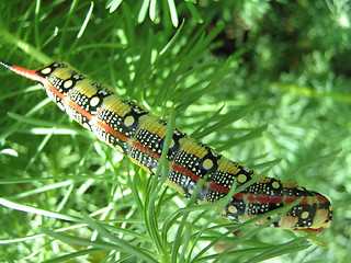 Image showing caterpillar