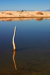 Image showing Stick In The Water