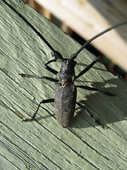 Image showing  black bug