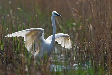 Image showing Portrait of a great white egret.