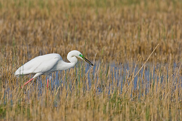 Image showing Portrait of a great white egret.