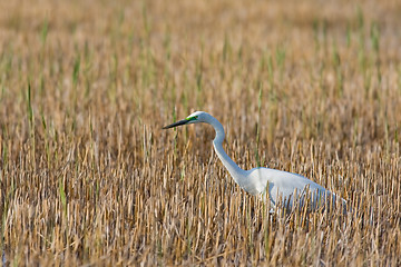 Image showing Portrait of a great white egret.