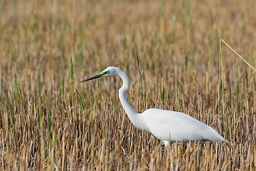 Image showing Portrait of a great white egret.
