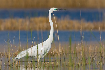 Image showing Portrait of a great white egret.