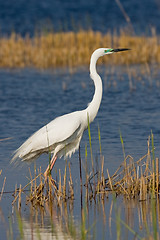 Image showing Portrait of a great white egret.
