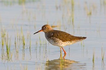 Image showing Portrait of a redshank