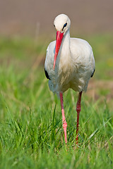 Image showing Portrait of a single white stork