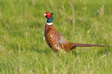 Image showing Portrait of a male pheasant