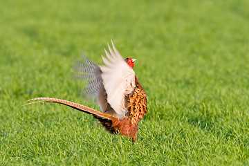 Image showing Portrait of a male pheasant