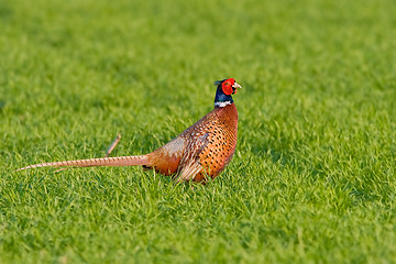 Image showing Portrait of a male pheasant