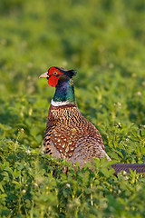 Image showing Portrait of a male pheasant