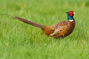 Image showing Portrait of a male pheasant