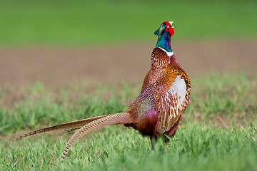 Image showing Portrait of a male pheasant