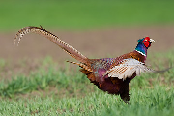 Image showing Portrait of a male pheasant