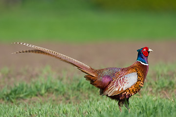 Image showing Portrait of a male pheasant