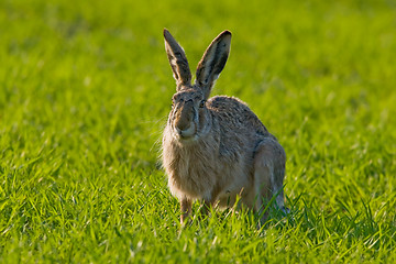 Image showing Portrait of a brown hare