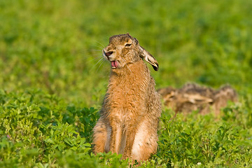 Image showing Portrait of a brown hare