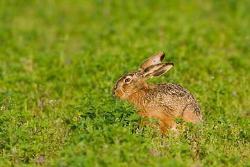 Image showing Portrait of a brown hare