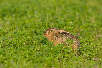 Image showing Portrait of a brown hare