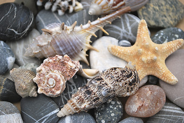 Image showing still life with seashells