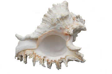 Image showing seashell