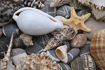 Image showing still life with seashells