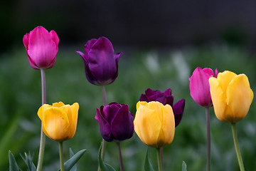 Image showing beautiful tulips, beautiful flowers