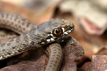 Image showing Brown snake