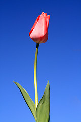 Image showing beautiful tulips, beautiful flowers