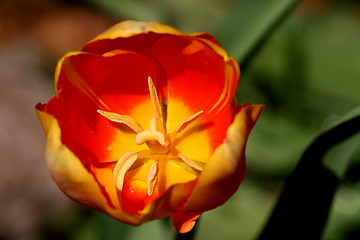 Image showing beautiful tulips, beautiful flowers