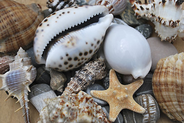 Image showing still life with seashells