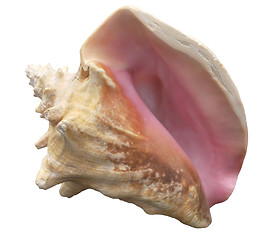 Image showing seashell