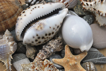 Image showing still life with seashells