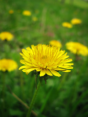 Image showing Dandelion closeup