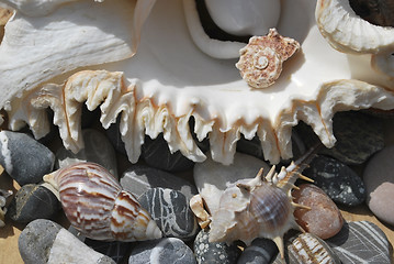 Image showing still life with seashells