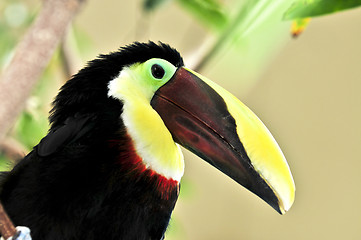 Image showing Chestnut Mandibled Toucan