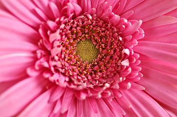 Image showing Gerbera flower