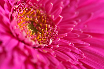 Image showing Gerbera flower