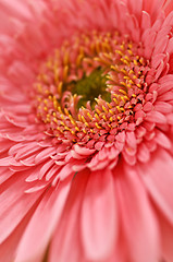 Image showing Gerbera flower