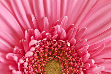 Image showing Gerbera flower