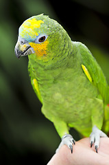 Image showing Yellow-shouldered Amazon parrot