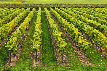 Image showing Vineyard