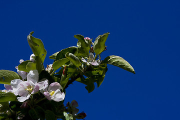 Image showing appleblossom