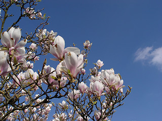 Image showing magnolia and cloud