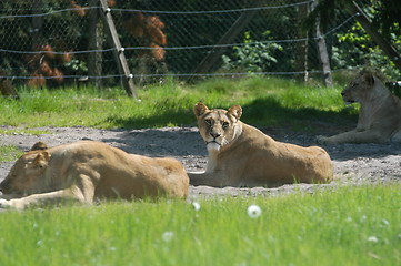 Image showing Resting Lions