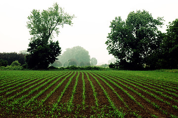 Image showing GREEN GRASS